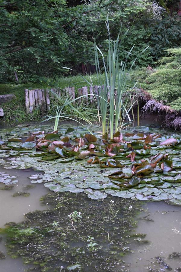 Villa Ogrod Shinrin Yoku Odpoczynek W Lesie Srokowo Exterior foto